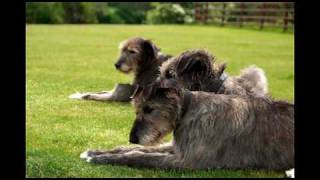 preview picture of video 'Pet Photography N.Ireland by McGrath Photography - Megan & Ebony, Irish Wolfhounds'