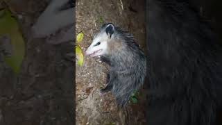 Possum Playing Dead