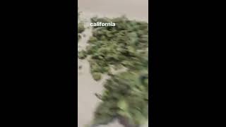 Danifaiv pieno d'erba!