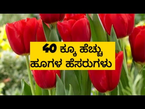 ಹೂಗಳ ಹೆಸರುಗಳು| names of flowers in kannada| flower names| 40+ flower names|#flowers