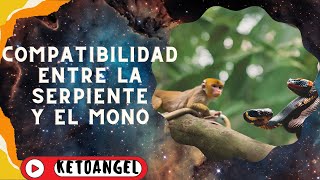 Can the Snake and the Monkey Find Harmony Discover Their Compatibility