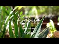 Aloe Vera What Is It Used For Medicinal Properties