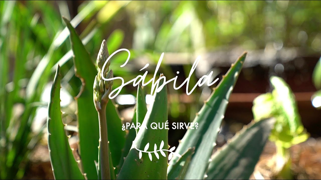 Watch Sábila o Aloe Vera ¿para qué sirve Propiedades Medicinales Now Sábila o Aloe Vera ¿para qué sirve Propiedades Medicinales