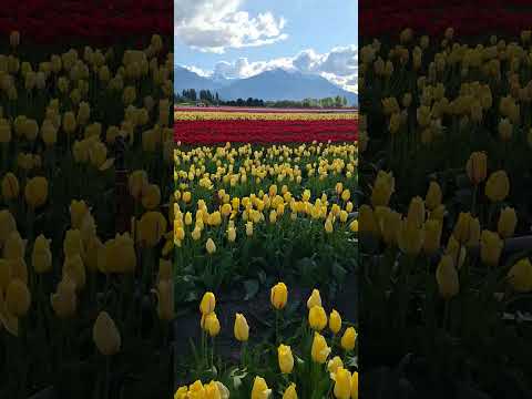 Tulipanes, Trevelin.Chubut#argentina #travel #rutasypaisajes #nature #tulipan