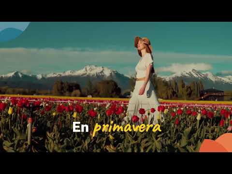 ¡Comienza la temporada de tulipanes! 🌷