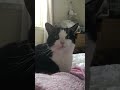 Tuxedo Cat With Green Eyes And Pink Nose Purrs And Does Very Squeaky Meow Shorts Cat Tuxedocat