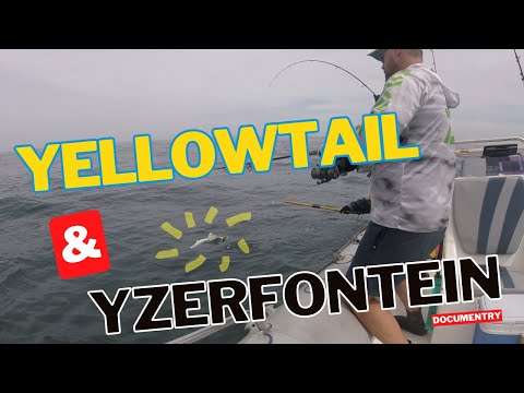 YELLOWTAIL | Yzerfontein | Dassen Island