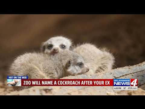 Name A Roach After Your Ex and Feed It To A Meerkat