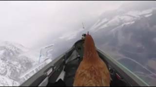 Farmer grants dying chicken's last wish. That of flying!