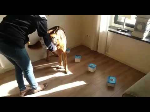 Bojan Neuswerk basis 1