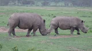 preview picture of video 'Rhinos Lake Nakuru Kenya 3 June 2019'