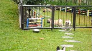 preview picture of video 'French Bulldog Qion's Kennel'