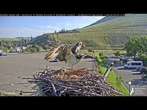 Male Osprey (aka "The Stranger") Visits Iris, Gets Gently Rebuked | June 6, 2023