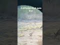 Mule Deer Glassing Hunting Muledeer Nature