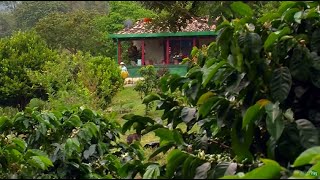 A Day in the Life of Colombian Coffee Growers – TvAgro by Juan Gonzalo Angel