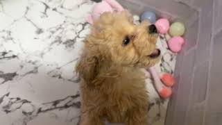 ハーフ犬の動画01