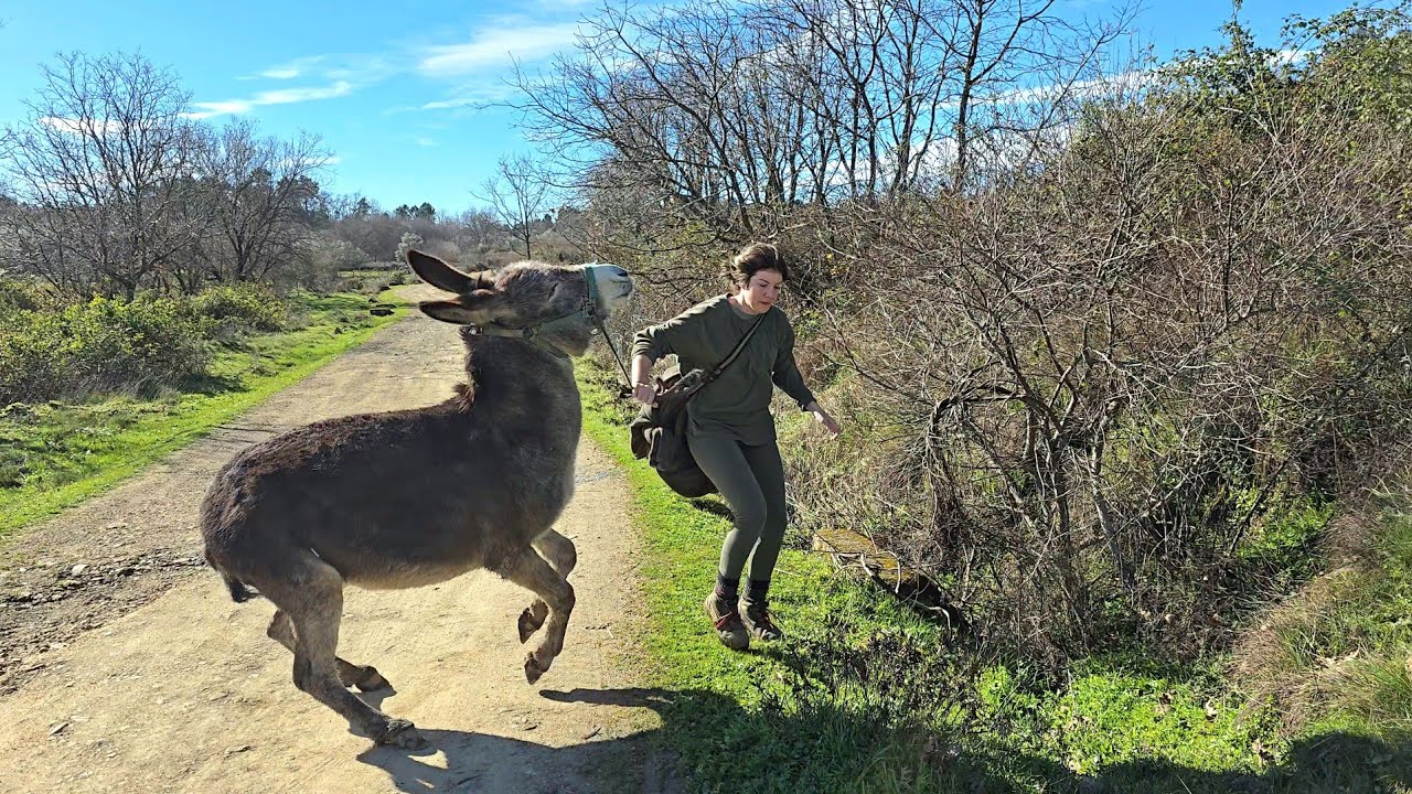 Me voy de pastoreo con las burras y Platera me la lía pero bien