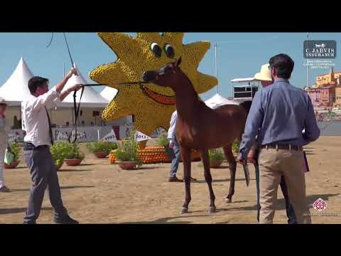 N 72 LR ANSELMO   Mediterranean and Arab Countries AHC   Menton 2023   Yearling Colts Class 6B