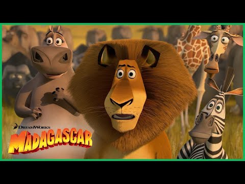 Os Momentos Mais Loucos de Madagascar 2!⭐️ | DreamWorks Madagascar em Português