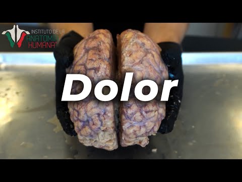 La ANATOMÍA del DOLOR