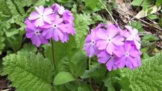 桜草の花『日本桜草』