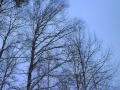 Lost In December (The Light) - David Hodges f ...