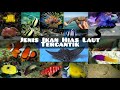 Macam Ikan Hias Air Laut