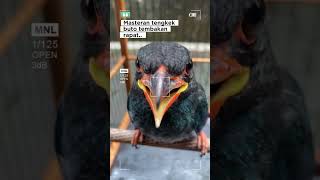 Download lagu Tengkek buto suara jernih #kicaumania #burung #masteranjernih #kicaumanianusantara mp3