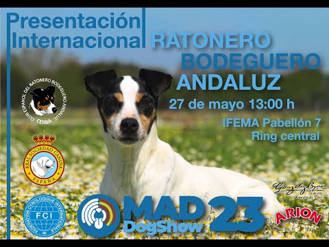 Ratonero bodeguero andaluz Mad Dog Show CERBA IFEMA 2023