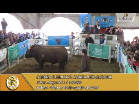 10-08-18 Venta de Toros Angus P.P. y P.C. - Cab. El Rincòn y Cab. Güe Glen Sur - Bolivar