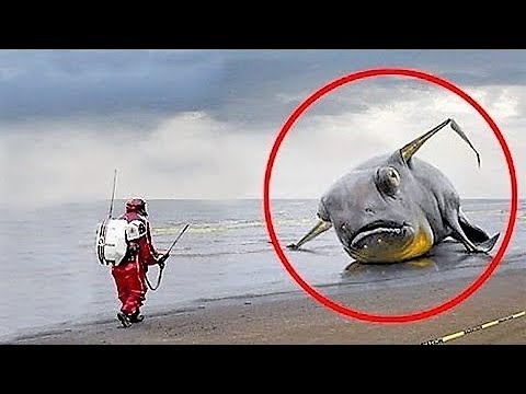 UNBELIEVABLE Items Found After Tsunamis ! Video