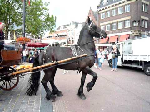gouda cheese market 3