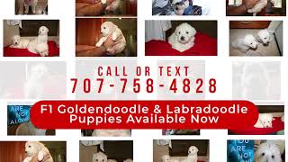 Video preview image #1 Goldendoodle Puppy For Sale in FAIRFIELD, CA, USA