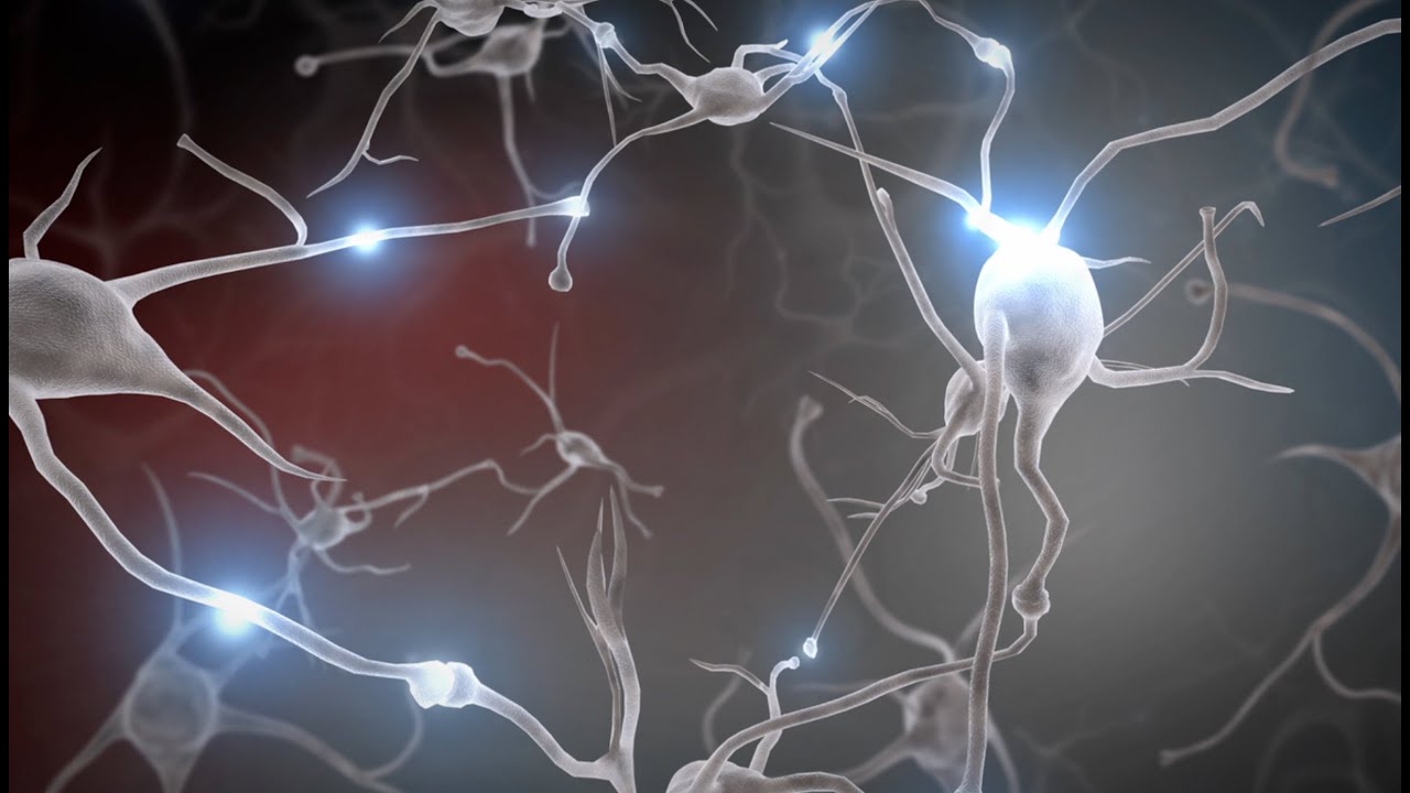 Experiences Build Brain Architecture