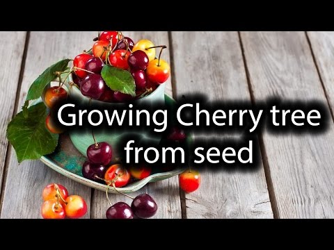 Starting Cherry tree from seed. Simple, Easy, Fast way ever!