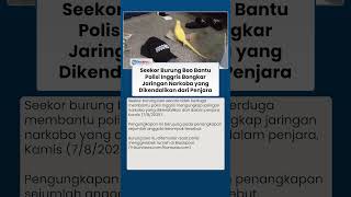 Seekor Burung Beo Bantu Polisi Inggris Bongkar Jaringan Narkoba yang Dikendalikan dari Penjara