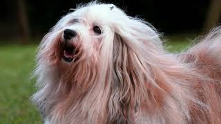 AKC Dog Breed Video – Havanese
