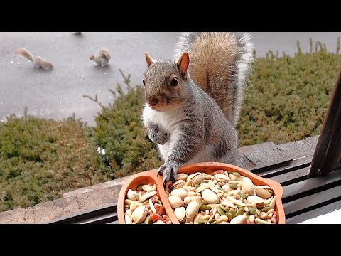 Squirrels at the window - January 2026