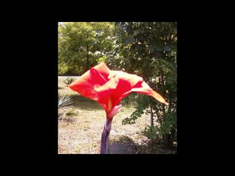 Camino Verde video, Diana Navarro