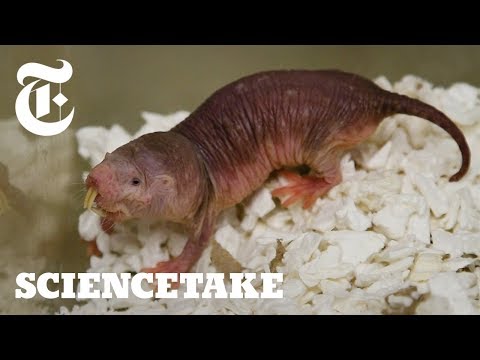人類疾病的救星！裸鼴鼠體內的奧秘 (How Naked Mole Rats Survive without Oxygen | ScienceTake)