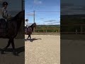 Top cheval amateur