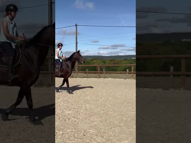 Top cheval amateur 