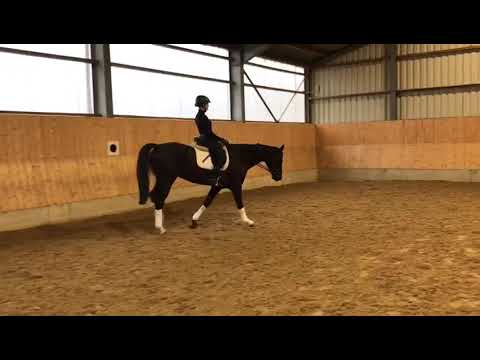 Dressur Pferd Don Index Rascalino