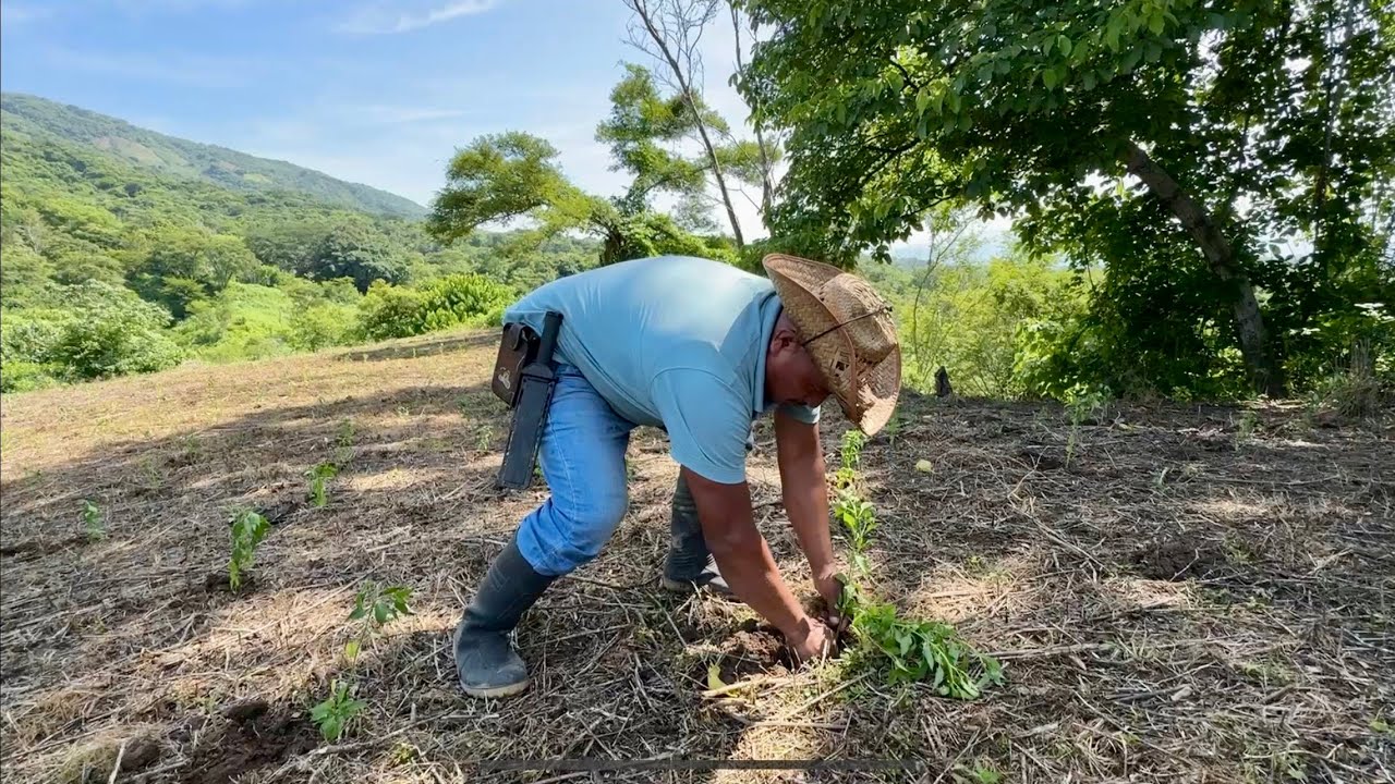 Growing coastal chile | How to plant a chile plant #agriculture #mexico #chile
