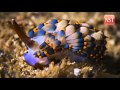 Underwater Adventures