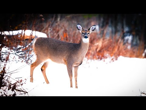 Winter in the Northern Woods | Peaceful Wildlife Footage