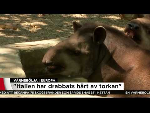 Värmebölja i Sydeuropa - men desto svalare här hemma - Nyheterna (TV4)