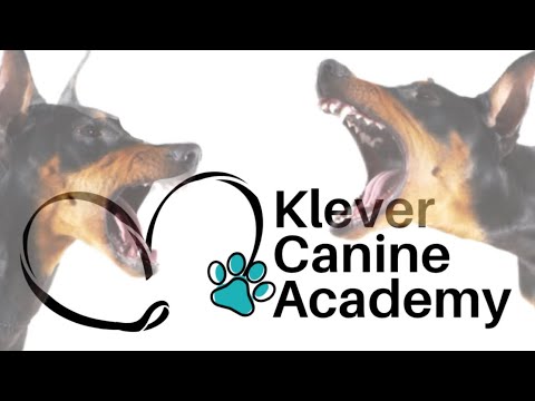 Klever Canine Academy video.