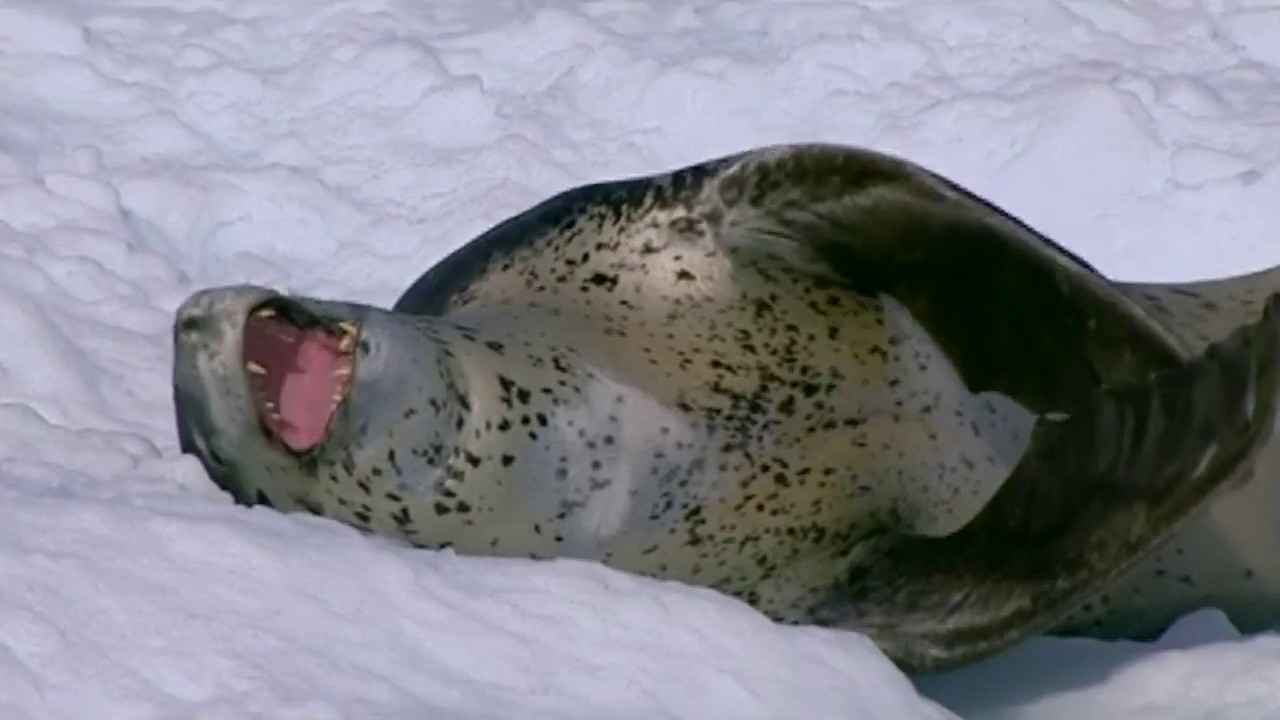 Marine mammals – Sea leopard, Marine mammalsMarine mammals – Sea leopard, Marine mammals