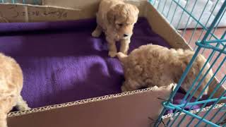 Toy Poodle Puppies Videos